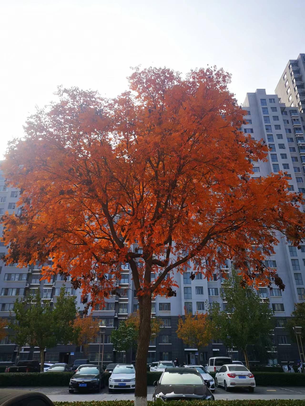 AI generated: Autumn, red maple leaves.