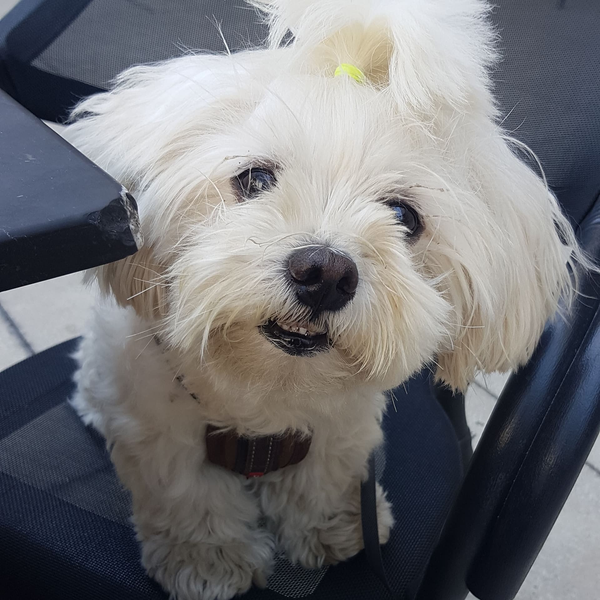 AI generated: A dog which is flying