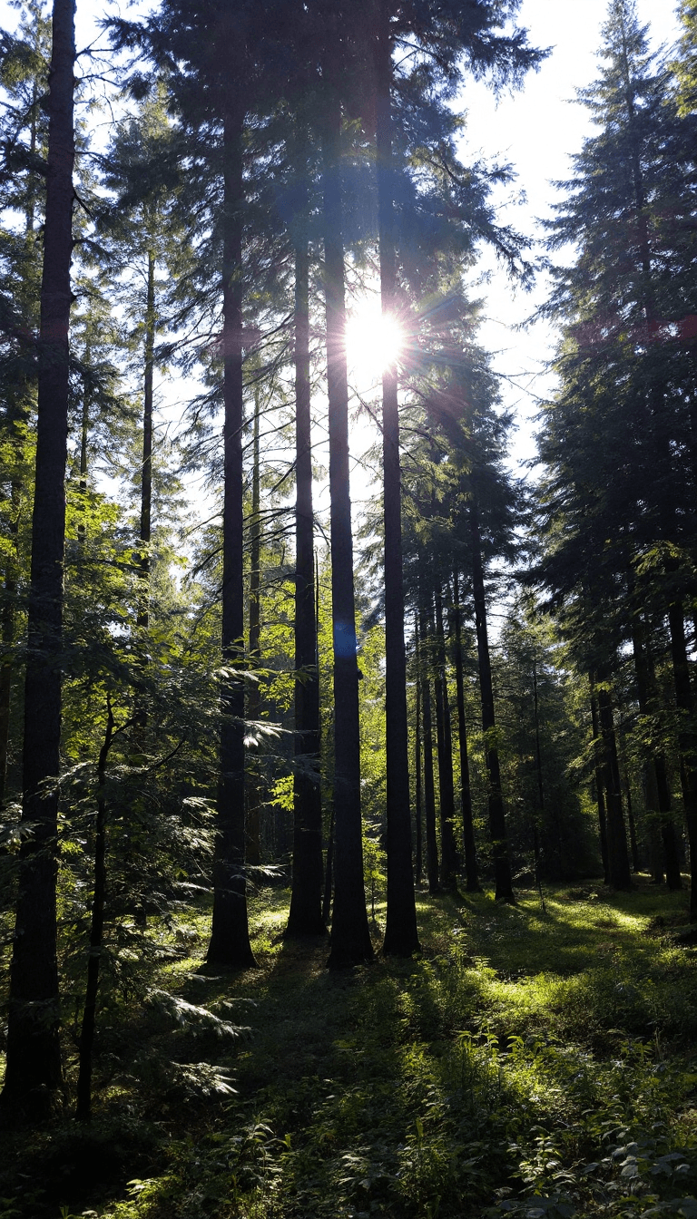 AI generated: A serene forest scene with sunlight filtering through the trees.