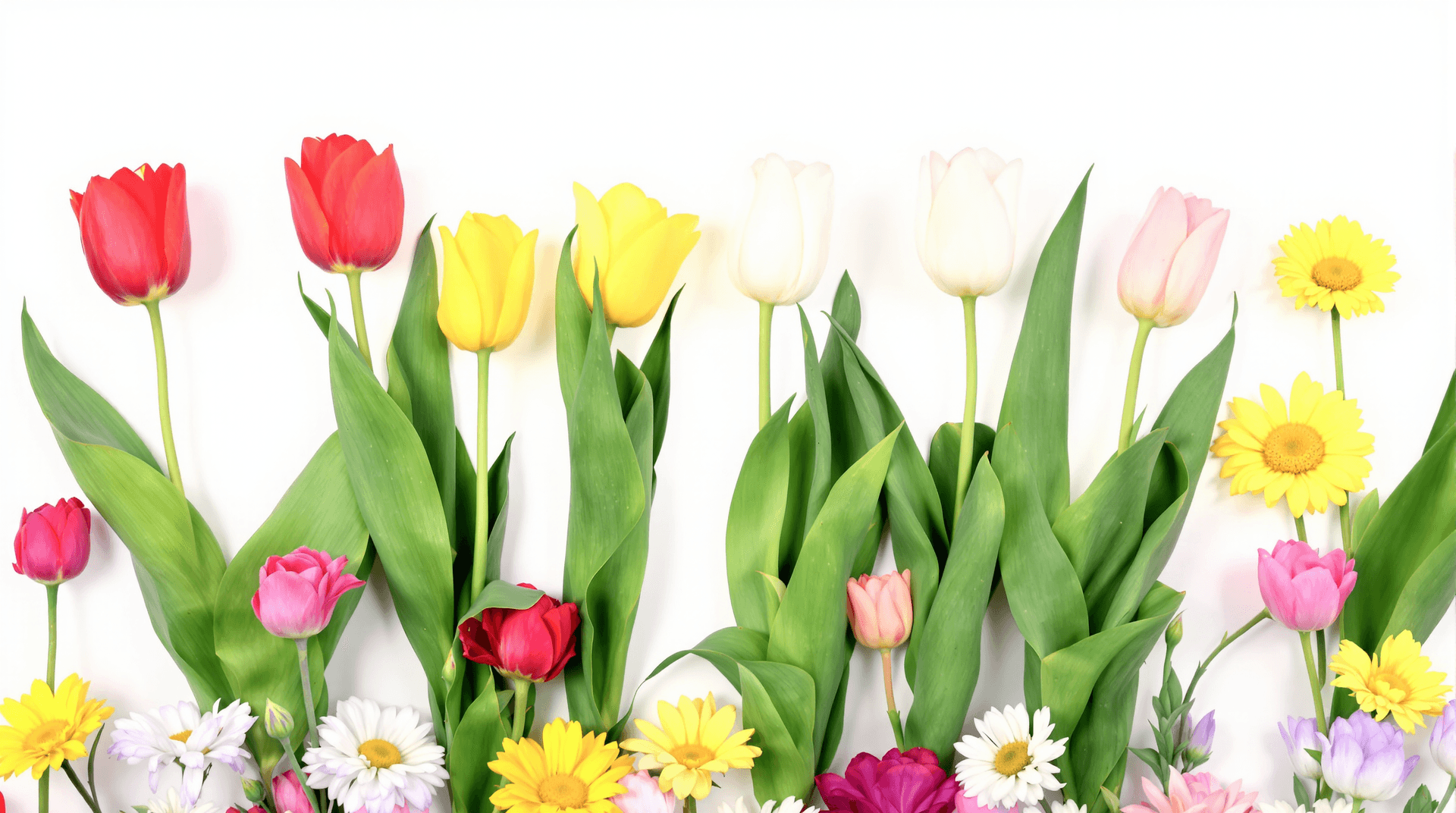 AI generated: Photo of a row of flowers, with a white background, and a border of flowers at the bottom. The flowe...