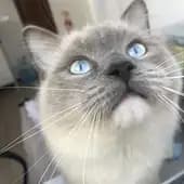 Stelllllla's avatar