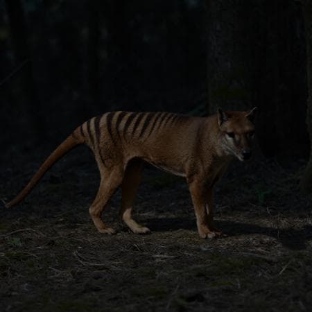 Thylacine - Image 1
