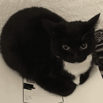 AI generated: cat, 4k. hd, cat on paper.