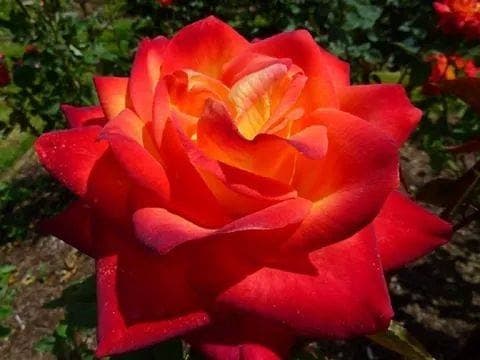 AI generated: Las hojas de flor azules