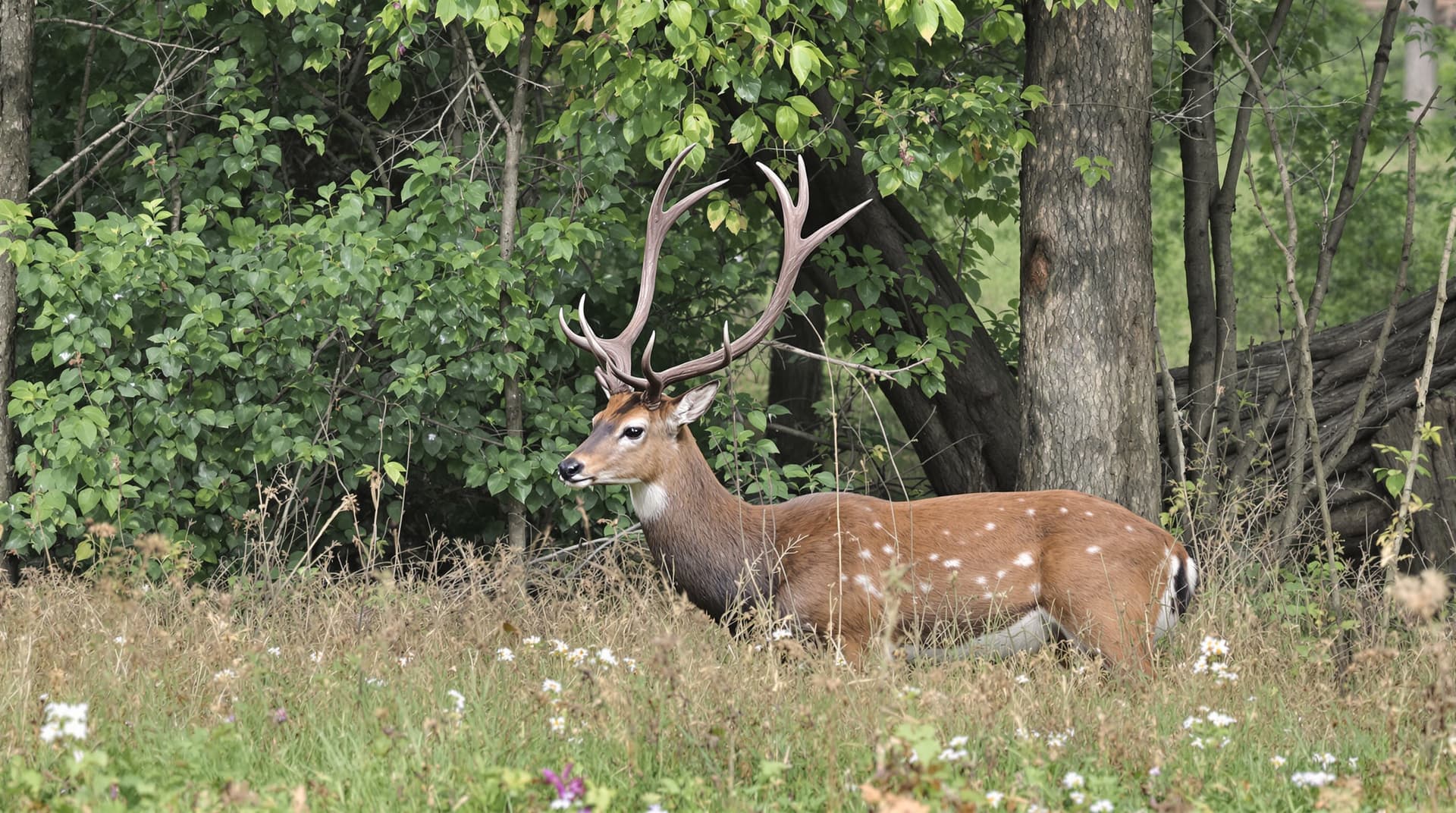 AI generated: Deer