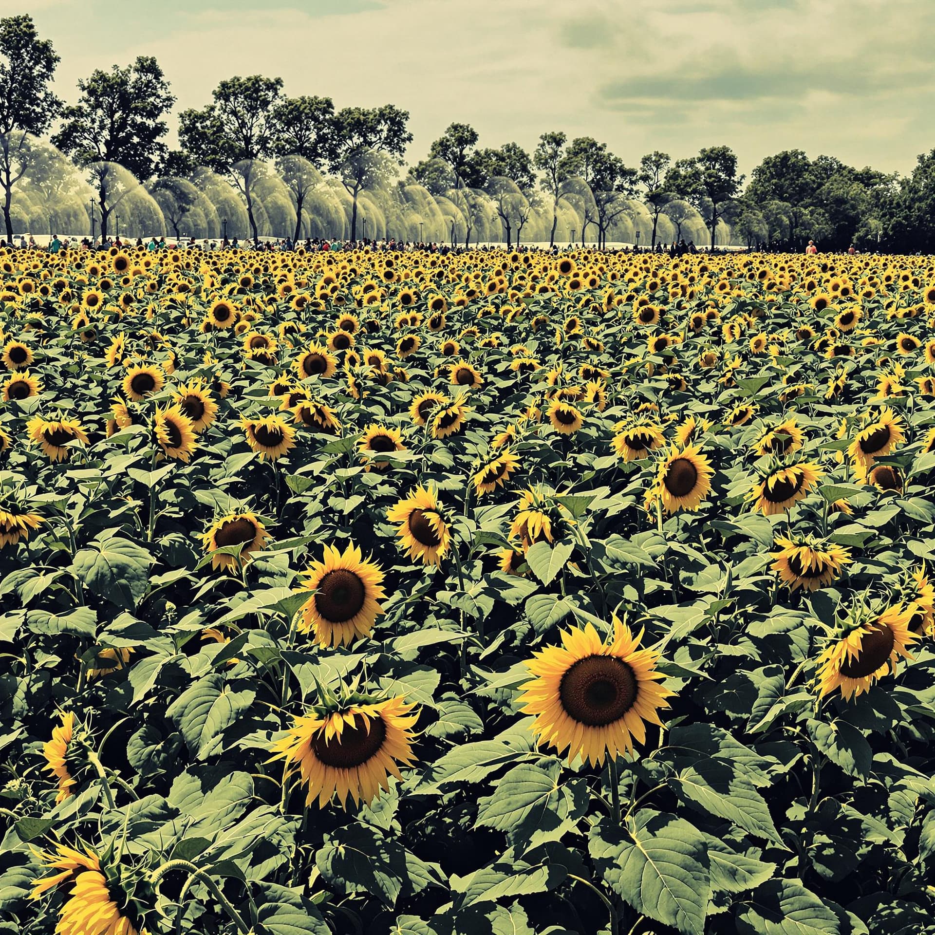 AI generated: A field of sunflowers