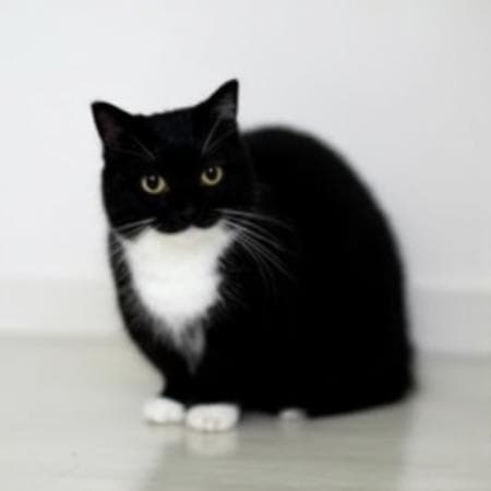 black cat - Image 3