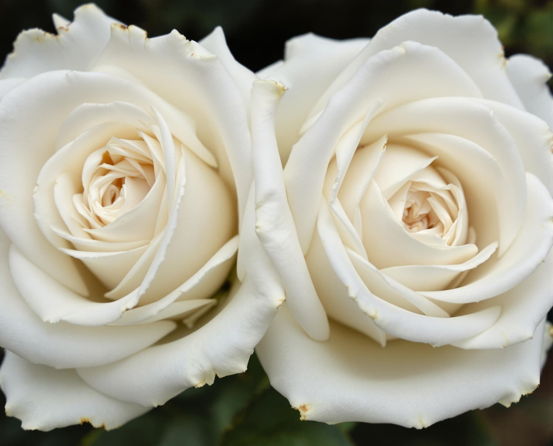 AI generated:  a close up snap shot of two white  floribonda roses in an extreme natural look, with slightly wilte...