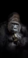 @ApeMonitor