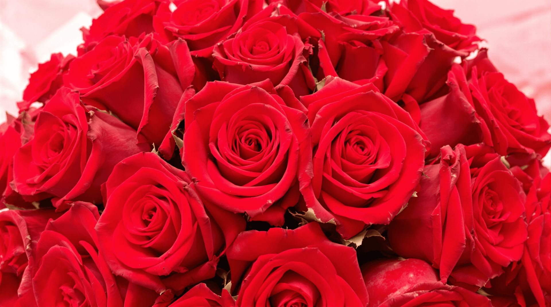 AI generated: vibrant red roses, closeup, lush petals, romantic floral arrangement, deep crimson color, full bloom...