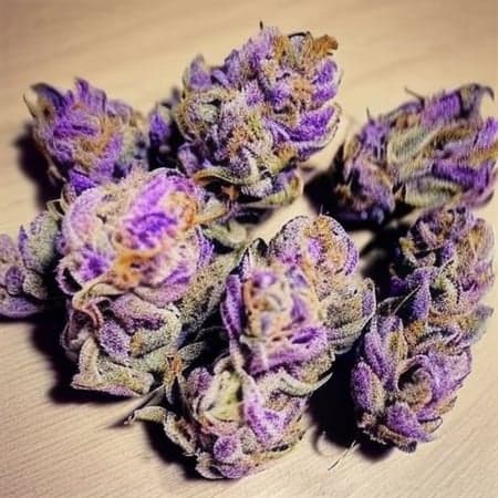 Weed Diffusion - Image 5