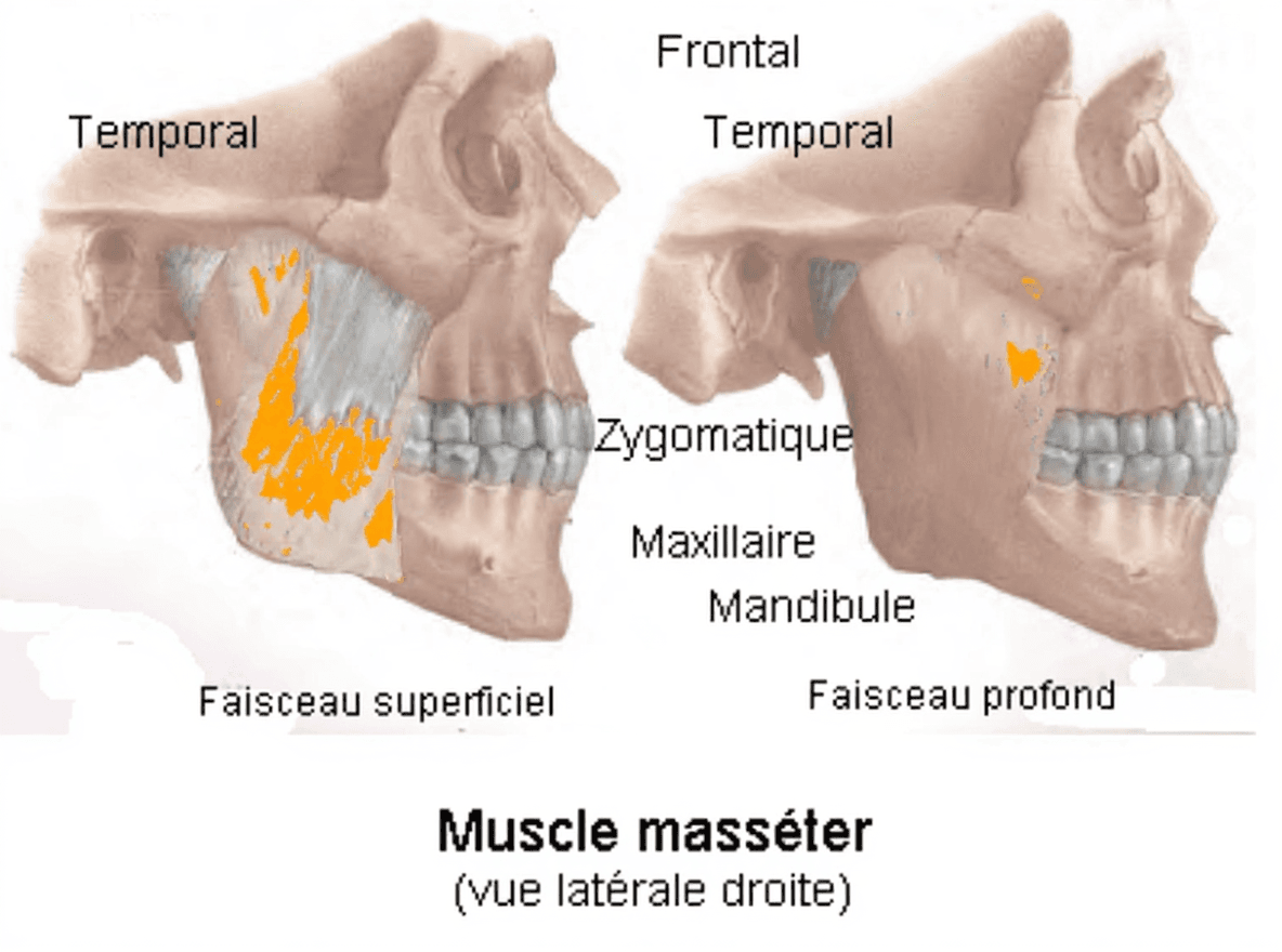 AI generated: https://upload.wikimedia.org/wikipedia/commons/9/99/Muscle_masseter.png