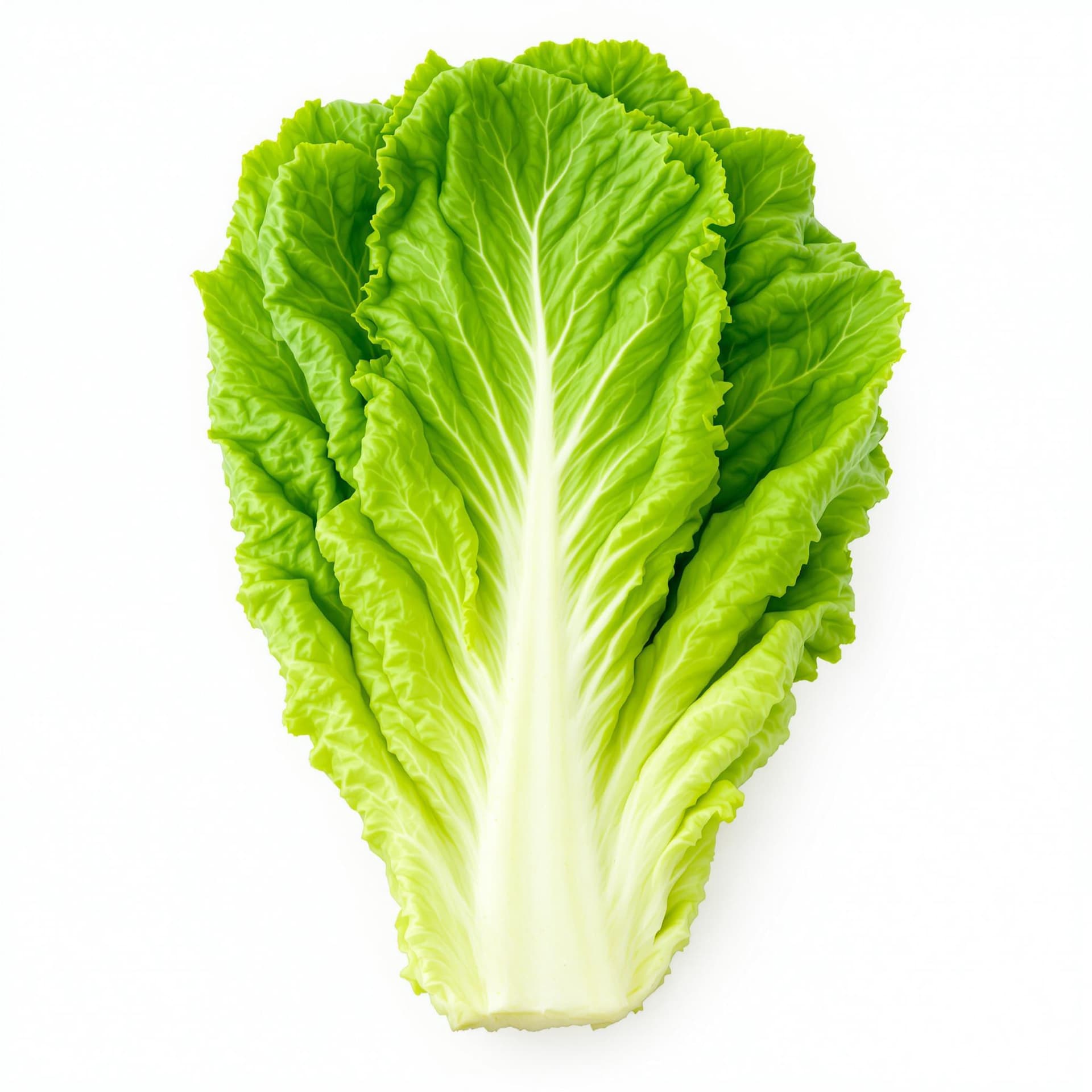 AI generated: Fresh romaine lettuce leaf, vibrant green, crisp texture, white central rib, organic produce, high-r...