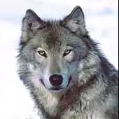 silverwolfe's avatar