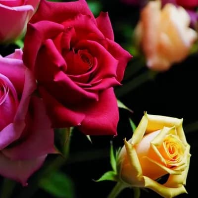 AI generated video: DIFFERENT COLOR ROSES FLOATING IN SPACE