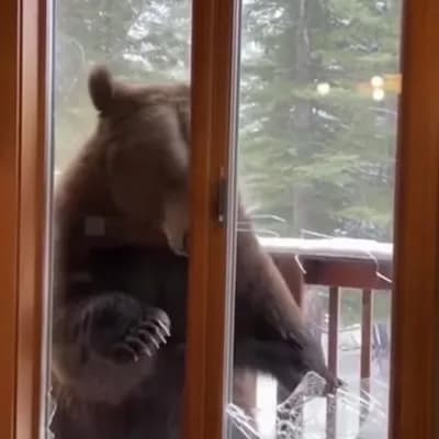AI generated video: A bear entering a house breaking the window