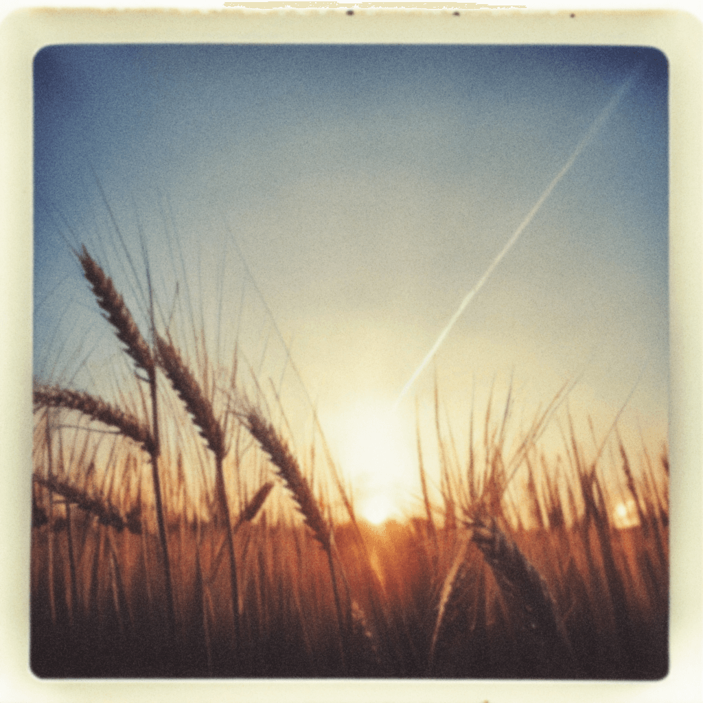 AI generated: a vast golden wheat field, (low angle view), warm golden hour lighting, sun low on the horizon, pola...
