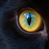 4df9e5e5395's avatar