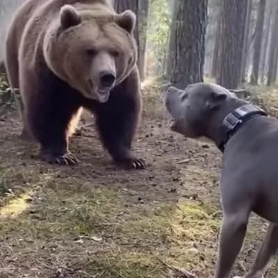AI generated video: A pitbull dog barking at a bear in the middle of a forest.