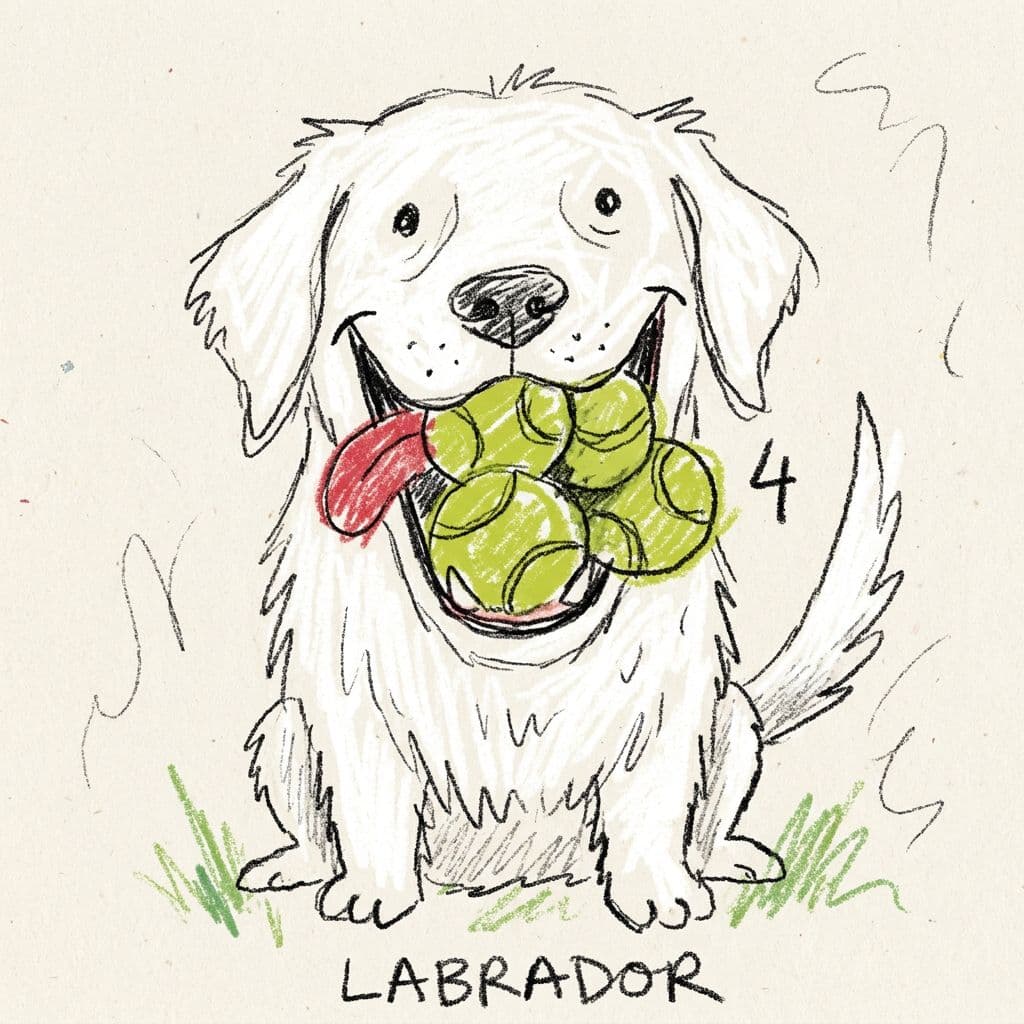 AI generated: white long-haired labrador holding four tennis balls in its mouth, playful exaggerated expression, f...