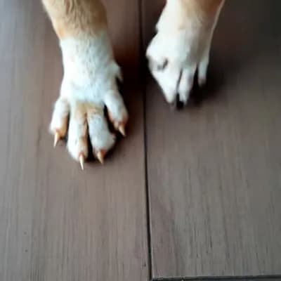 AI generated video: POV first-person, I am a dog, walking . I gently lift my head up. The setting is a minimalist Irania...