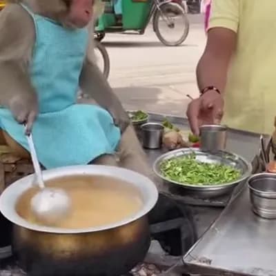 AI generated video: A monkey cooking a soup in India and handing it to a customer.
