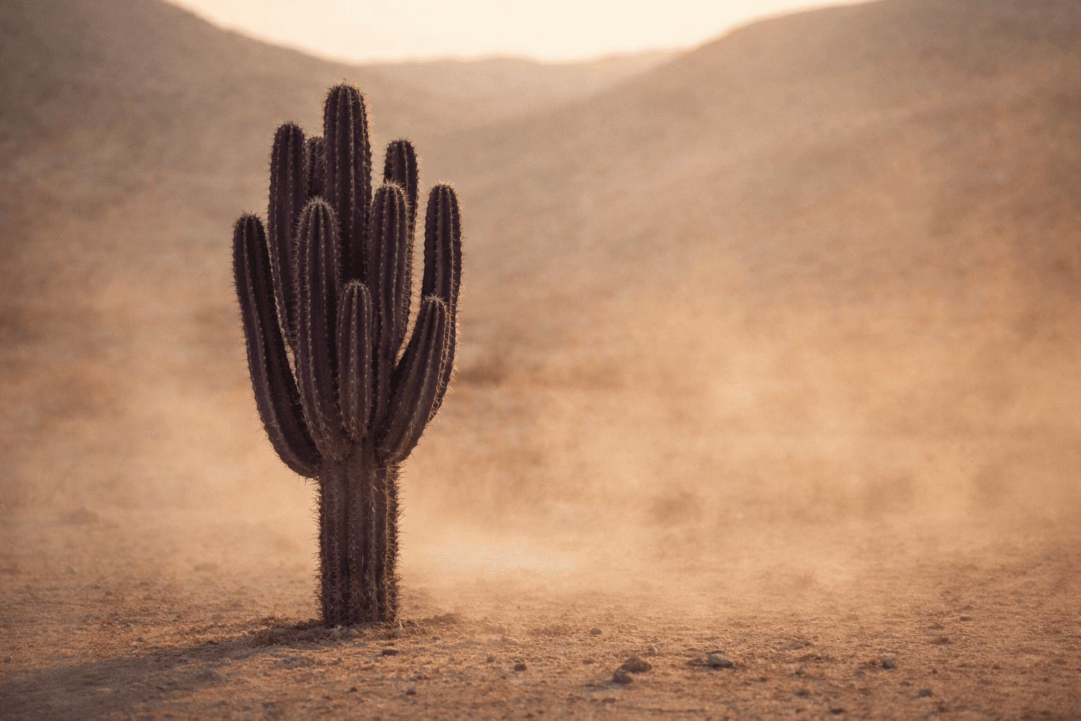 AI generated: Ultra-realistic wide desert landscape with a single large purple cactus standing alone in the sand, ...