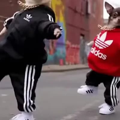AI generated video: make chihuahuas dancing hiphop on the streets with adidas clothes and chains, dont repeat the moveme...