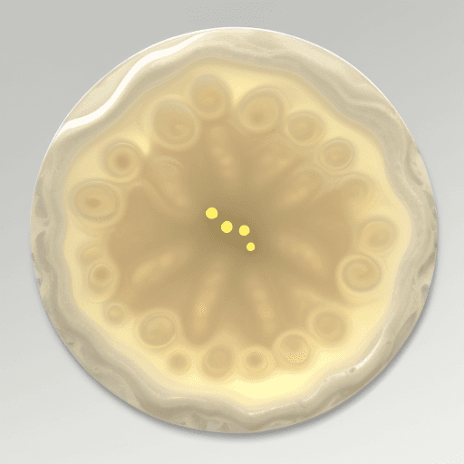 AI generated: Close-up of Bacillus subtilis colonies on an agar plate. The colonies are rough, dry, and wrinkled, ...