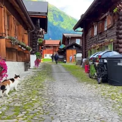AI generated video: A cat walking in a village 