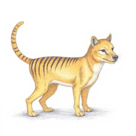 Thylacine - Image 2