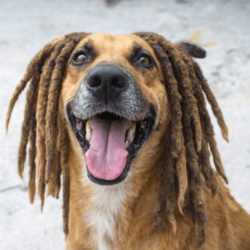 AI generated: Place dreadlocks on the dog