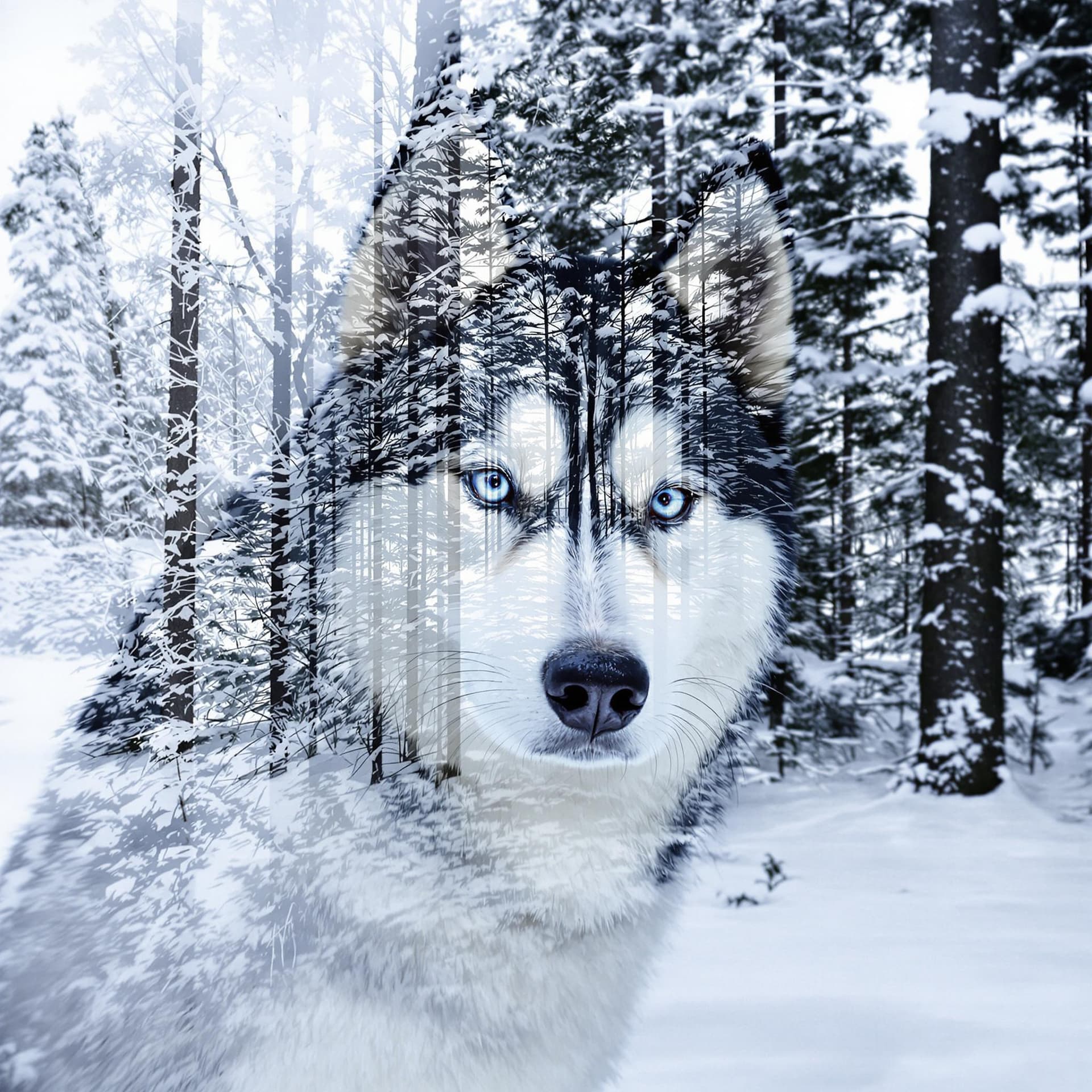 AI generated: [Siberian husky] [snowy pine forest] double exposure 