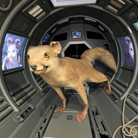 Bad Taxidermy for Flux