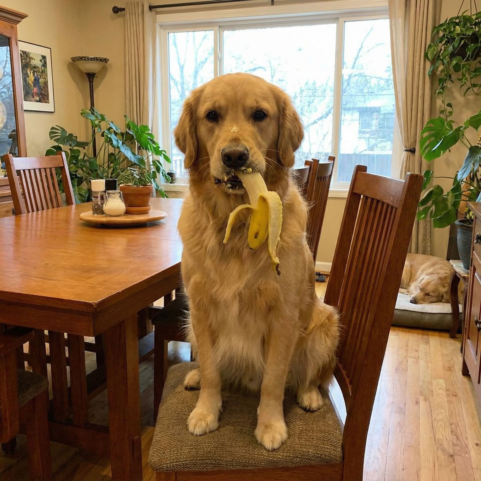 AI generated: quiero un perro comiendo una banana y que este sentando en una sala comedor 