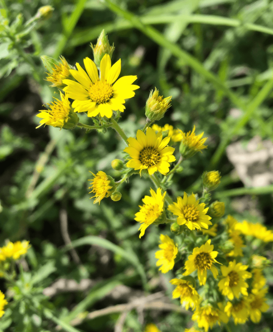 AI generated: agrimony flower plant


