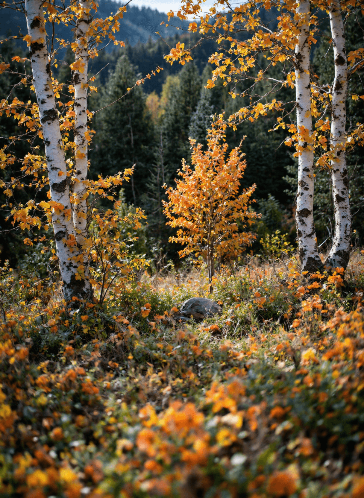 AI generated: The image is an exquisite landscape depicting serene autumn forest scene. In the foreground, there's...