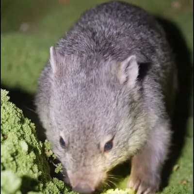 AI generated video: the wombat continuing its journey in the roughage