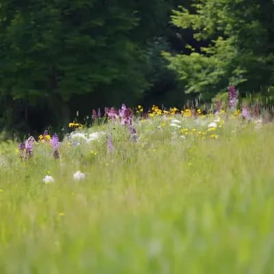 AI generated video: The video camera remains fixed. The background grass and wildflowers move naturally with a soft wind...