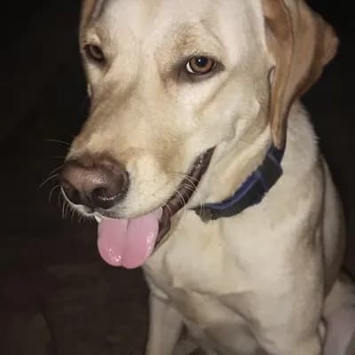 AI generated video: https://www.instagram.com/reel/DXEFnBLjGyD/?igsh=MXZpazljb3N6ODFvYw==