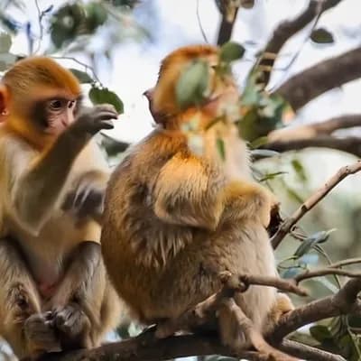 AI generated video: fighting
