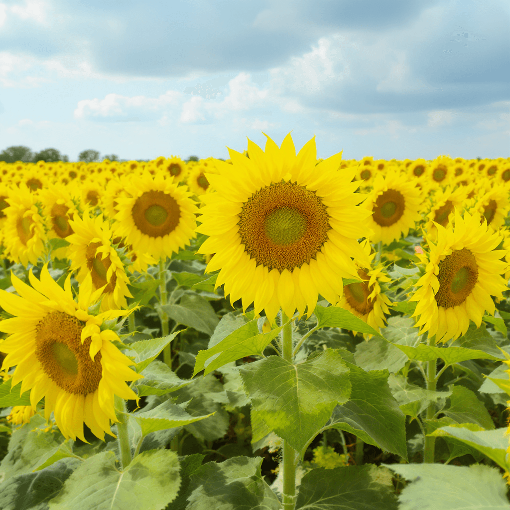 AI generated: group of dancing sunflowers in a field