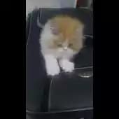 Avocado's avatar