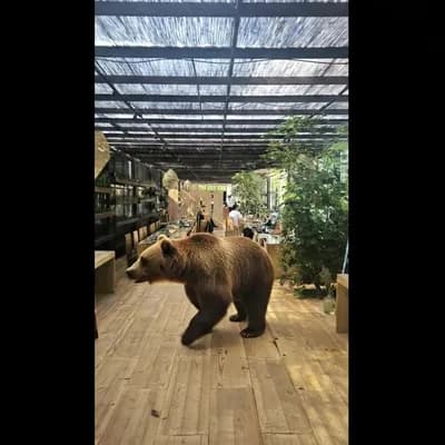 AI generated video: animate the bear destroying everything around him