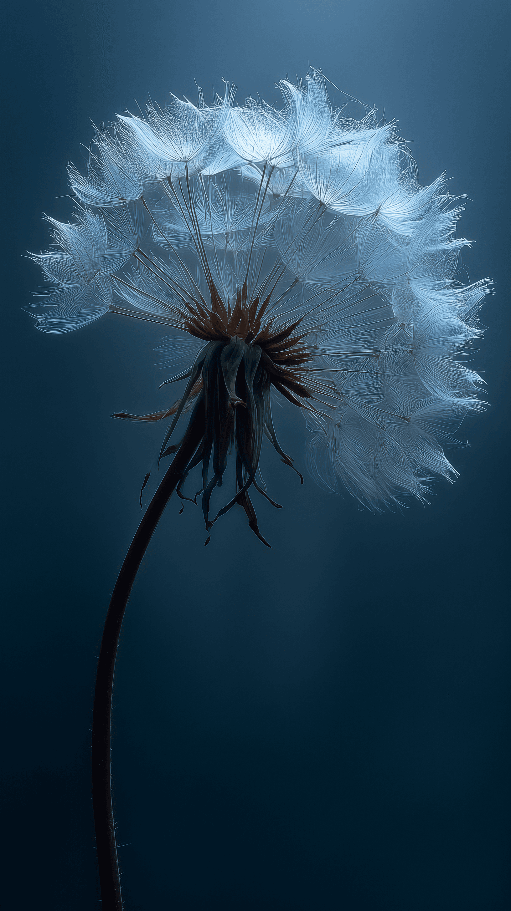 AI generated: single dandelion puff, glowing white on dark indigo, silhouette bloom, soft ambient glow, deep fog -...