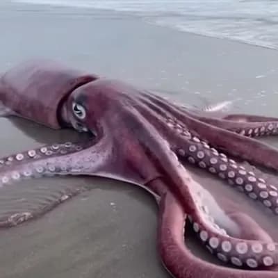 AI generated video: A giant squid on the beach moving the tentacles