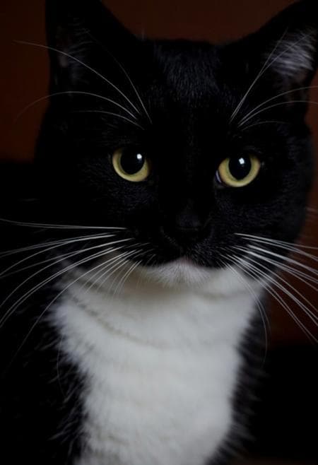 black cat - Image 2