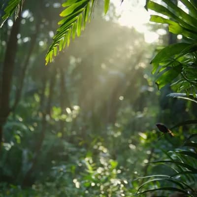 AI generated video: Sunlight gently pierces through the dense canopy of a serene forest, illuminating the leaves with a ...
