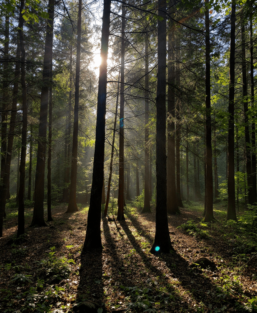 AI generated: A serene forest scene with sunlight filtering through the trees.