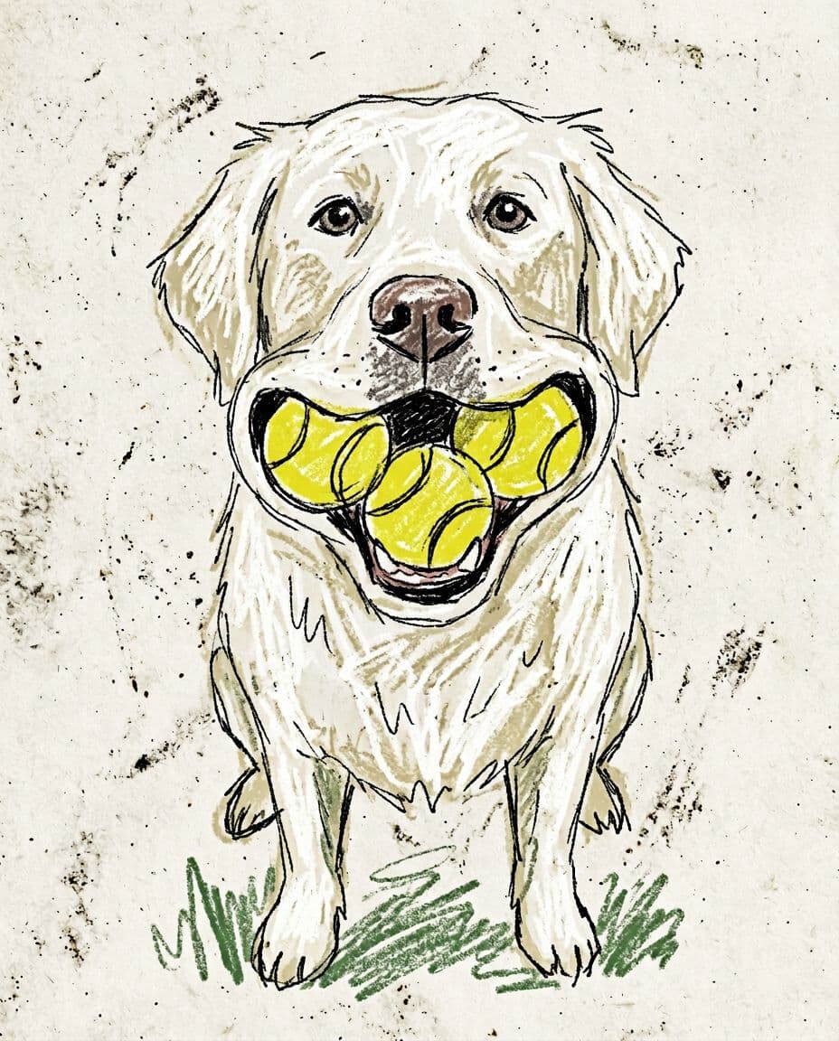 AI generated: white long-haired labrador holding four tennis balls in its mouth, playful exaggerated expression, f...